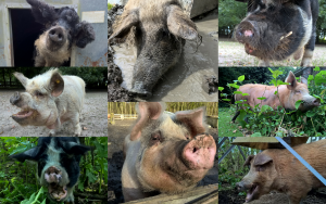 adoptievarkens